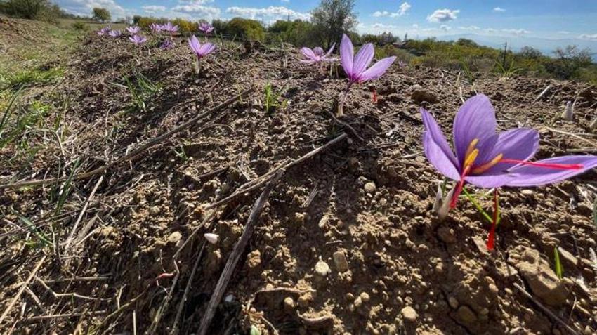 Kilosu 250 bin liradan satılacak! Doktorluğu bırakıp bu işe başladı