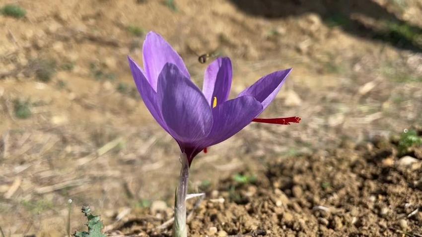 Kilosu 250 bin liradan satılacak! Doktorluğu bırakıp bu işe başladı