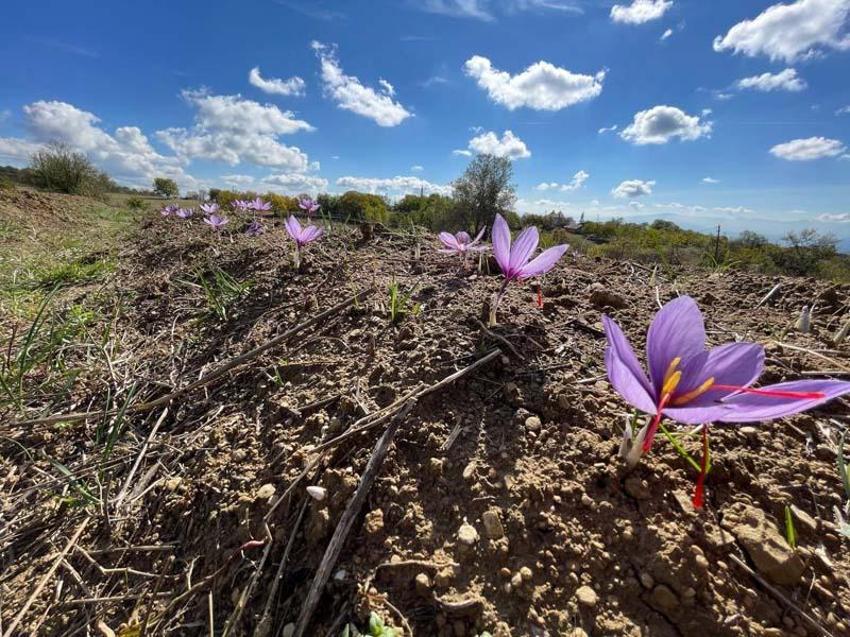 Kilosu 250 bin liradan satılacak! Doktorluğu bırakıp bu işe başladı