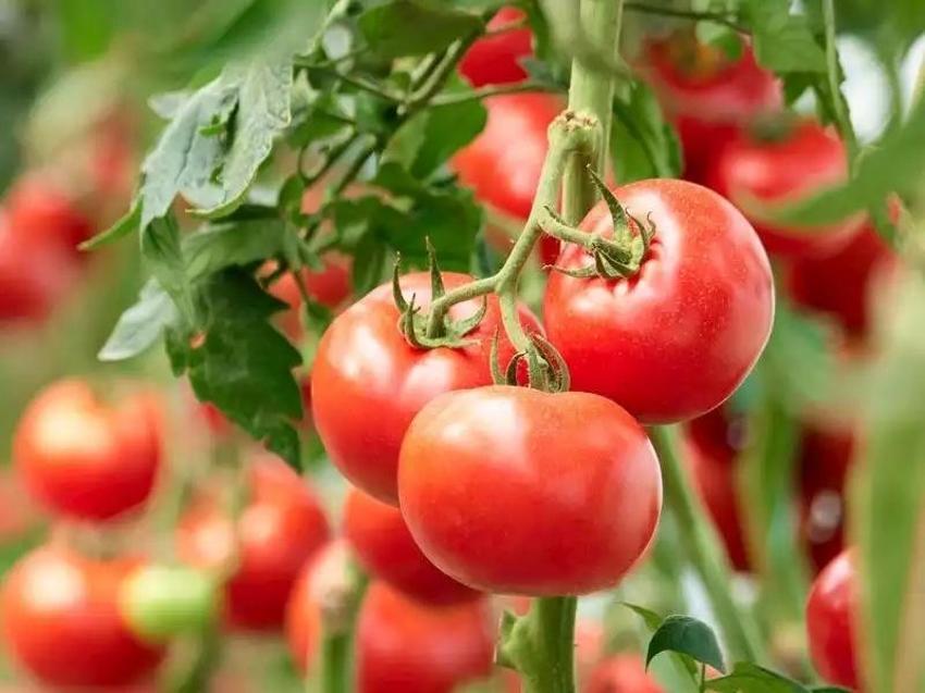 Akciğerleri yeni doğmuş bebek gibi yapıyor! Yediğiniz anda etkisini gösteriyor