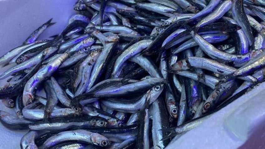 Tezgahlar hamsi ile doldu! Kilo fiyatlarında büyük düşüş oldu