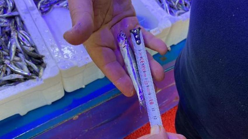 Tezgahlar hamsi ile doldu! Kilo fiyatlarında büyük düşüş oldu