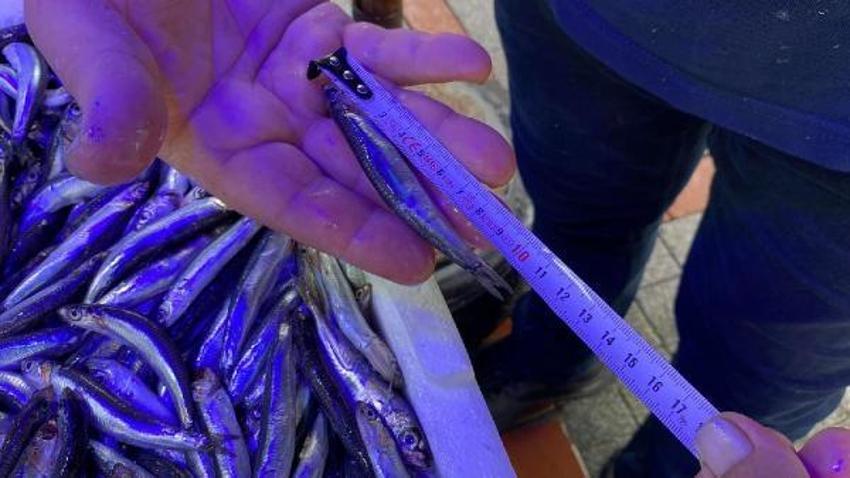 Tezgahlar hamsi ile doldu! Kilo fiyatlarında büyük düşüş oldu