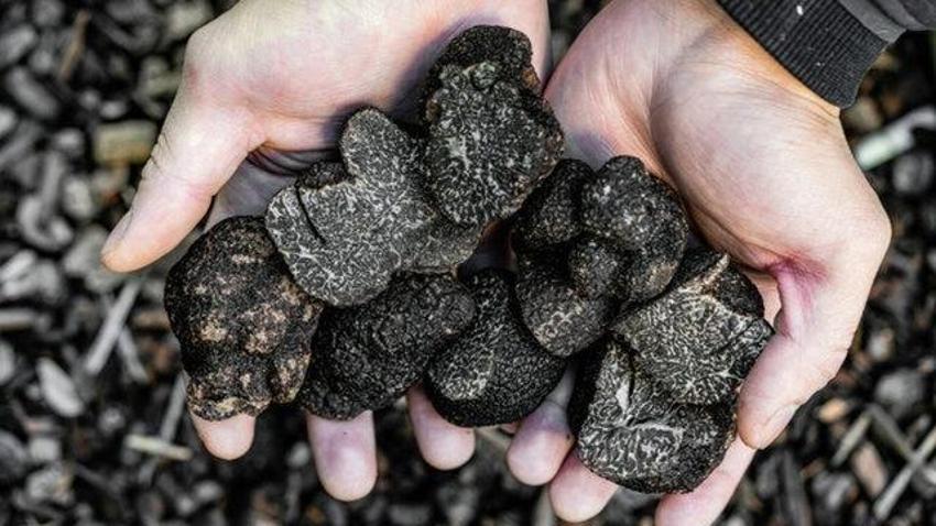 Kilosu 3 bin euro ama kanseri bitiriyor! Cilt sağlığı için eşi bulunmuyor