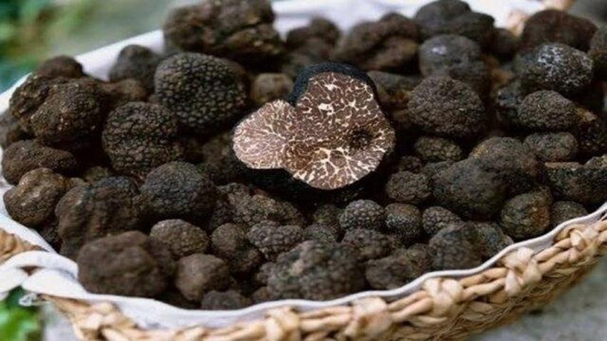 Kilosu 3 bin euro ama kanseri bitiriyor! Cilt sağlığı için eşi bulunmuyor
