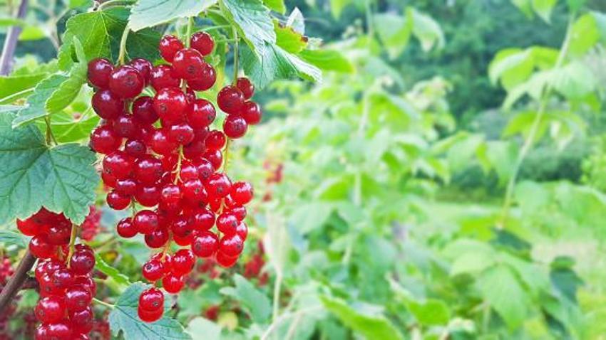 Tüketen 10 yaş gençleşiyor! Kan dolaşımını yüzde 45 iyileştiriyor