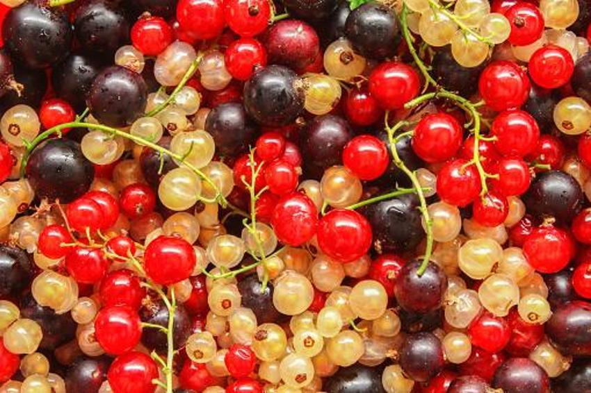 Tüketen 10 yaş gençleşiyor! Kan dolaşımını yüzde 45 iyileştiriyor