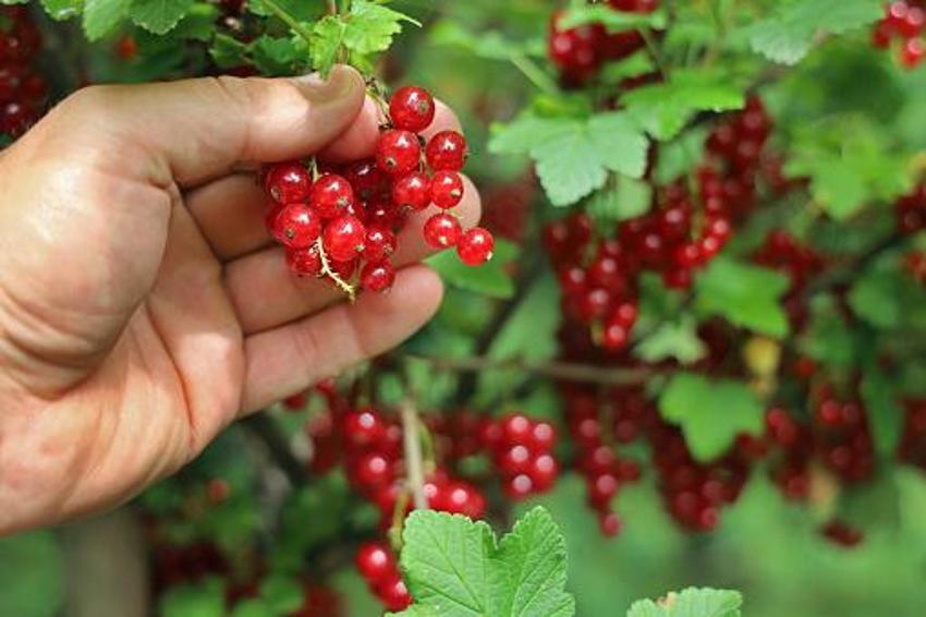 Tüketen 10 yaş gençleşiyor! Kan dolaşımını yüzde 45 iyileştiriyor