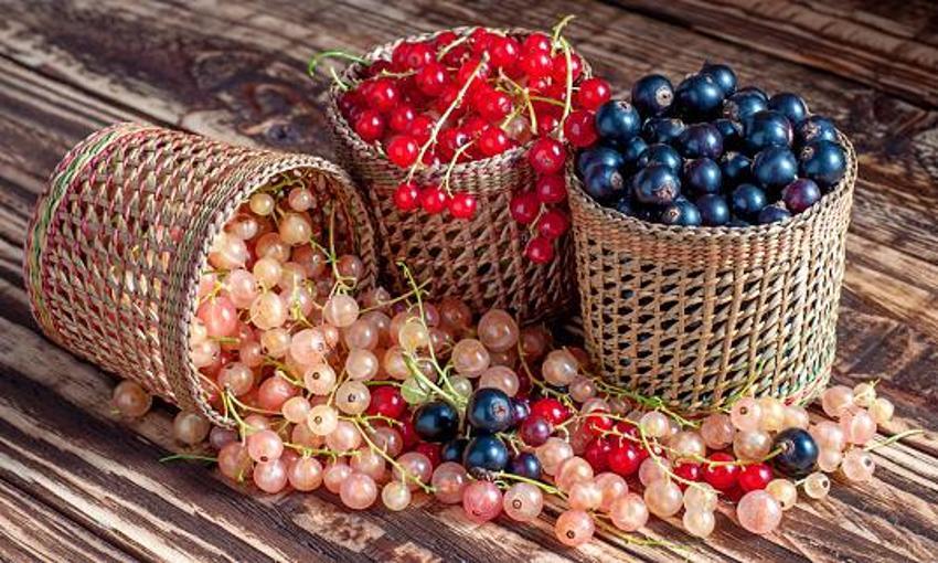 Tüketen 10 yaş gençleşiyor! Kan dolaşımını yüzde 45 iyileştiriyor