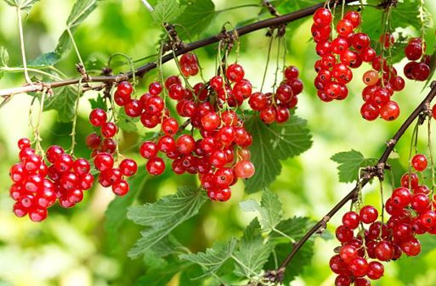 Tüketen 10 yaş gençleşiyor! Kan dolaşımını yüzde 45 iyileştiriyor
