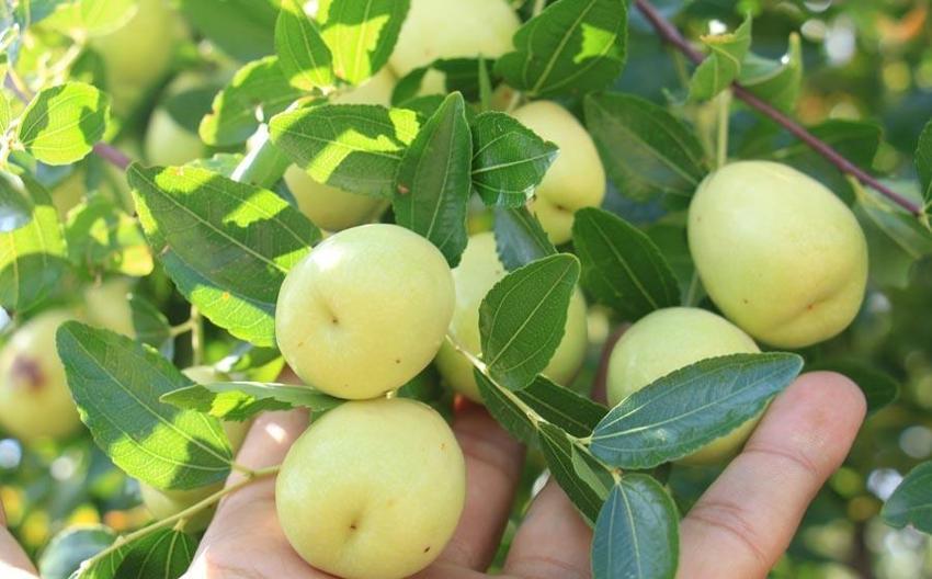 Şifa deposu 'Çin hurması' hünnap gelir kapısı oldu! Bağışıklık sisteminden kolesterole, obeziteden kemiklerin güçlenmesine kadar çok faydası var...