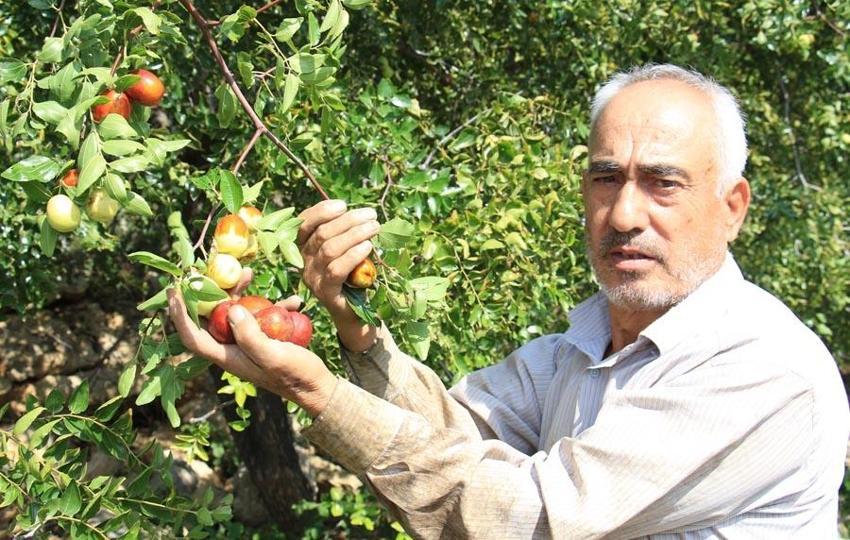 Şifa deposu 'Çin hurması' hünnap gelir kapısı oldu! Bağışıklık sisteminden kolesterole, obeziteden kemiklerin güçlenmesine kadar çok faydası var...