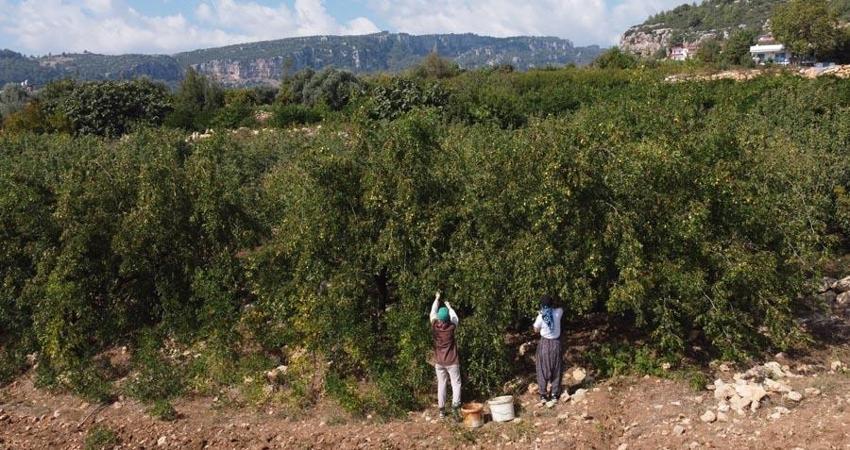 Şifa deposu 'Çin hurması' hünnap gelir kapısı oldu! Bağışıklık sisteminden kolesterole, obeziteden kemiklerin güçlenmesine kadar çok faydası var...
