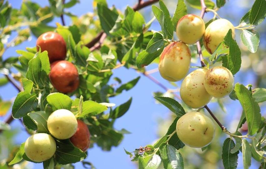 Şifa deposu 'Çin hurması' hünnap gelir kapısı oldu! Bağışıklık sisteminden kolesterole, obeziteden kemiklerin güçlenmesine kadar çok faydası var...