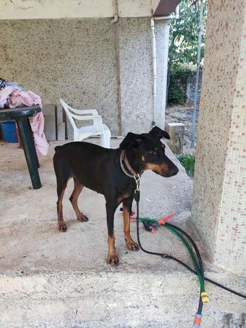 Korhan Berzeg'in kaybolmasıyla ilgili ekiplerden yeni açıklama! "Gizemli bir durum var"