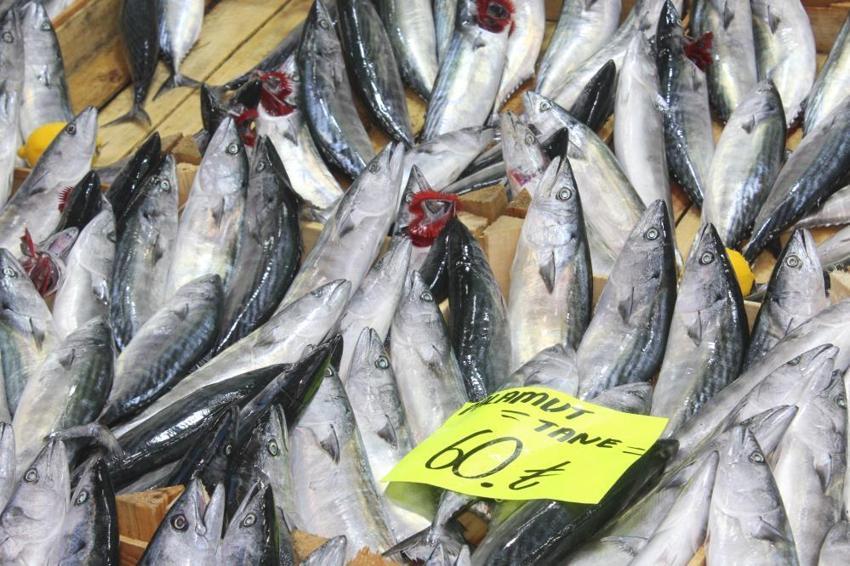 Karadeniz'de büyük tehlike! Deniz suyu sıcaklığı hamsi, palamutu bitirdi