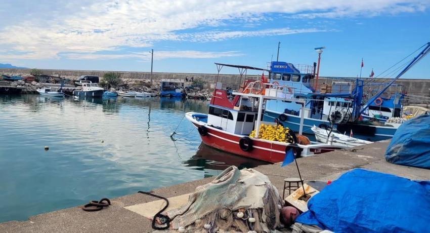 Karadeniz'de büyük tehlike! Deniz suyu sıcaklığı hamsi, palamutu bitirdi
