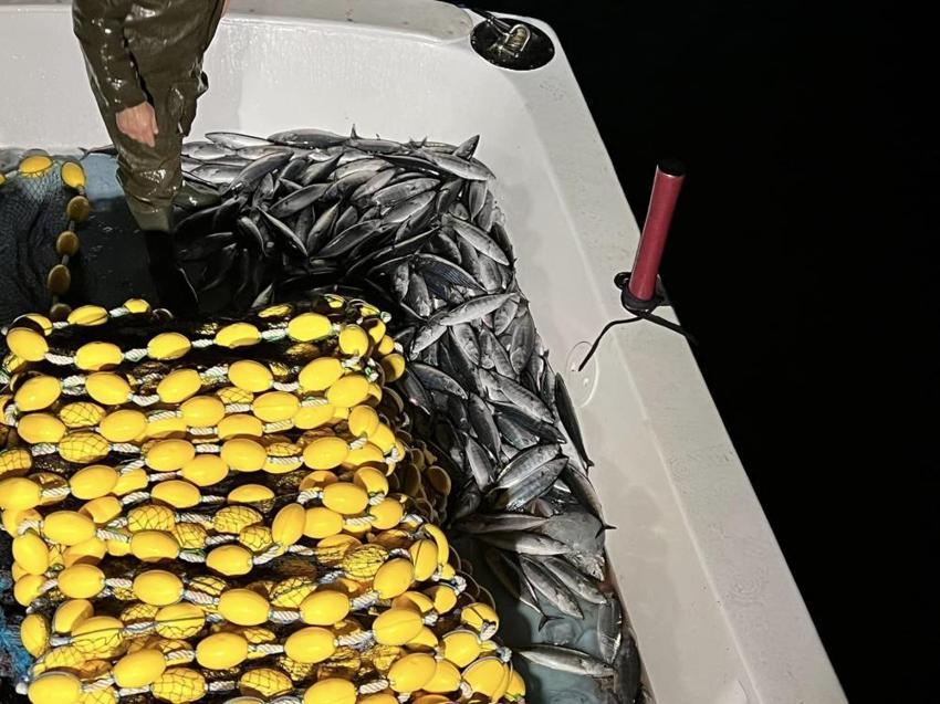Karadeniz'de büyük tehlike! Deniz suyu sıcaklığı hamsi, palamutu bitirdi