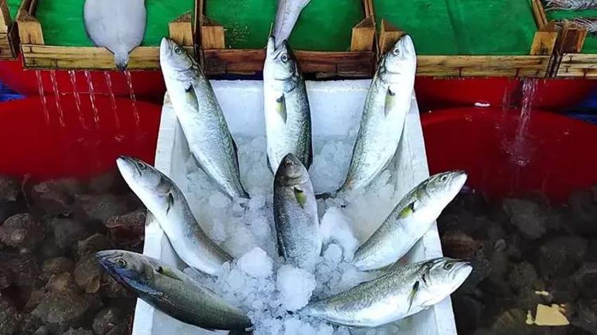 Karadeniz'de büyük tehlike! Deniz suyu sıcaklığı hamsi, palamutu bitirdi