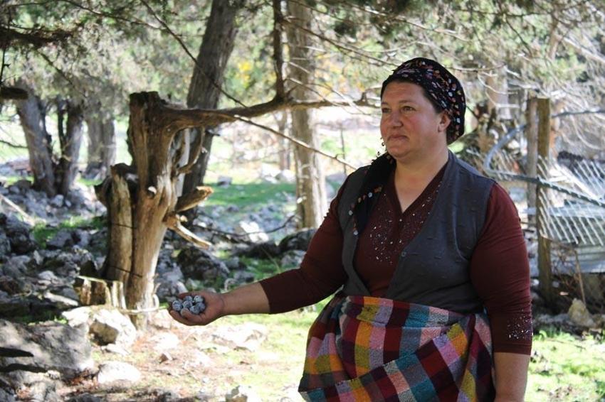 Bağışıklık sistemini güçlendiriyor, astım ve bronşite iyi geliyor! Toros Dağı zirvesinden Türkiye'ye yayılan şifa