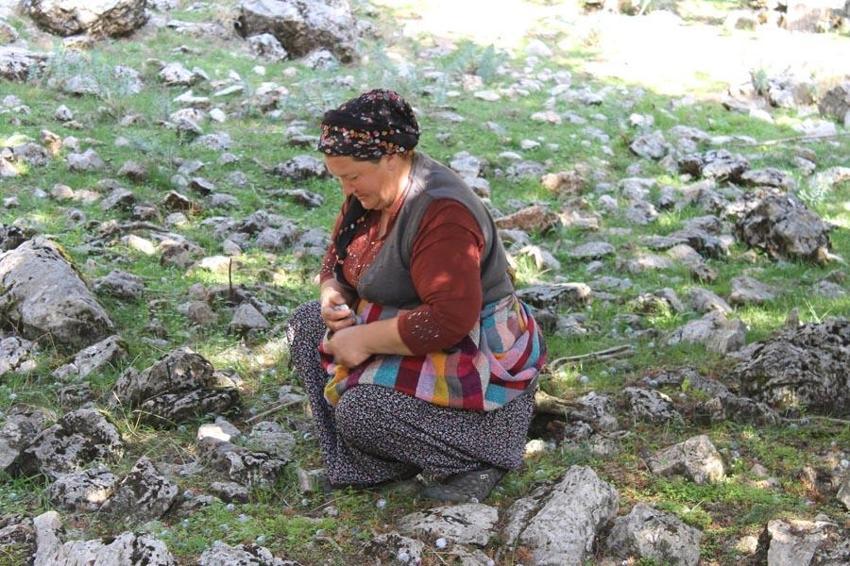 Bağışıklık sistemini güçlendiriyor, astım ve bronşite iyi geliyor! Toros Dağı zirvesinden Türkiye'ye yayılan şifa