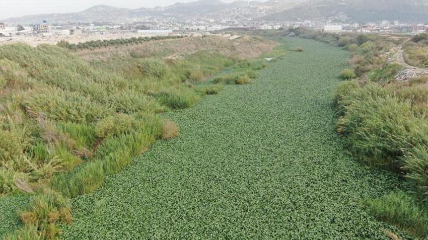 Hatay'da inanılmaz görüntü! Asi Nehri yeşile döndü, su adeta görünmez hale geldi