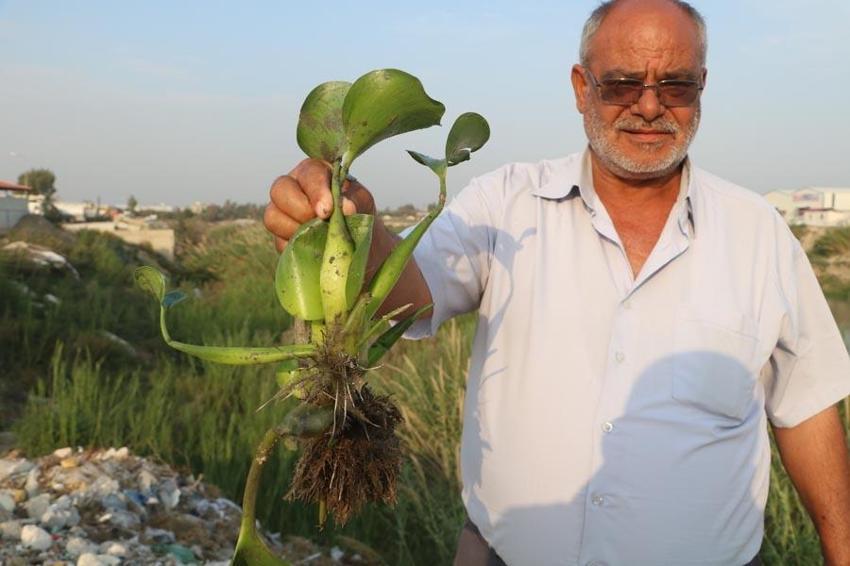 Hatay'da inanılmaz görüntü! Asi Nehri yeşile döndü, su adeta görünmez hale geldi