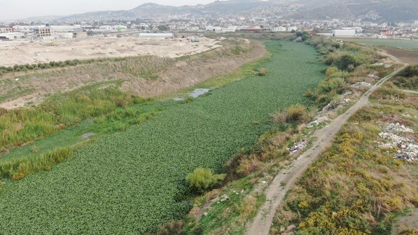 Hatay'da inanılmaz görüntü! Asi Nehri yeşile döndü, su adeta görünmez hale geldi
