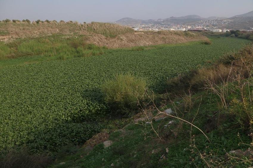 Hatay'da inanılmaz görüntü! Asi Nehri yeşile döndü, su adeta görünmez hale geldi