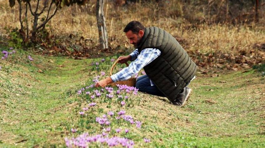 Dünyanın en pahalı baharatı! Karabük'te hasat başladı, kilosu 100 bin TL