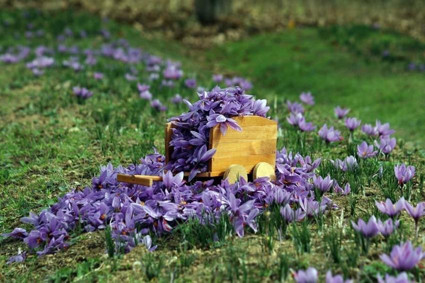Dünyanın en pahalı baharatı! Karabük'te hasat başladı, kilosu 100 bin TL