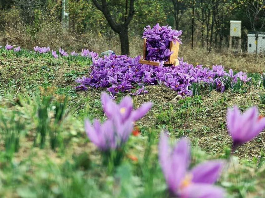 Dünyanın en pahalı baharatı! Karabük'te hasat başladı, kilosu 100 bin TL