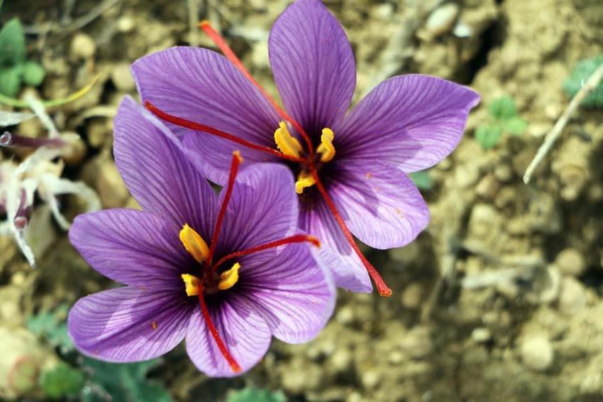 Dünyanın en pahalı baharatı! Karabük'te hasat başladı, kilosu 100 bin TL