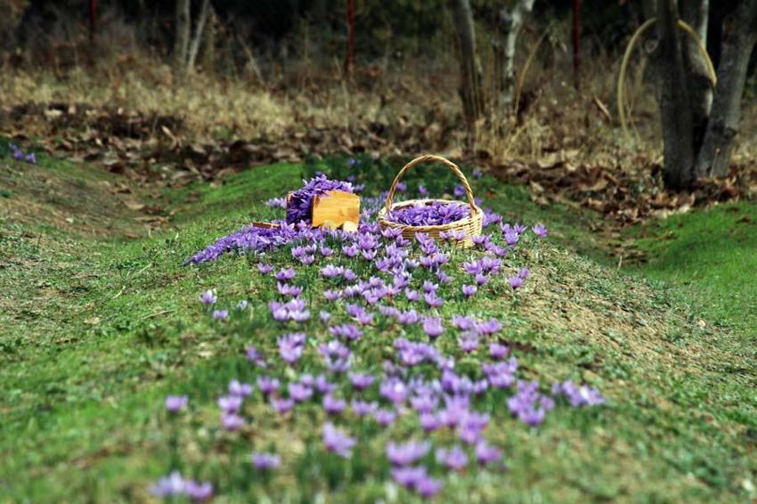 Dünyanın en pahalı baharatı! Karabük'te hasat başladı, kilosu 100 bin TL