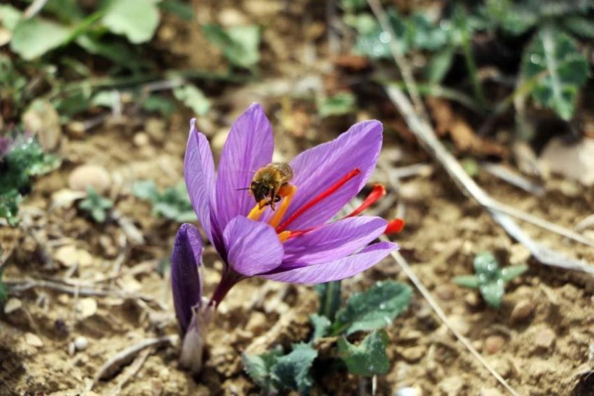 Kilosu 250 bin  liradan satılan safranda rekolte düşük bekleniyor