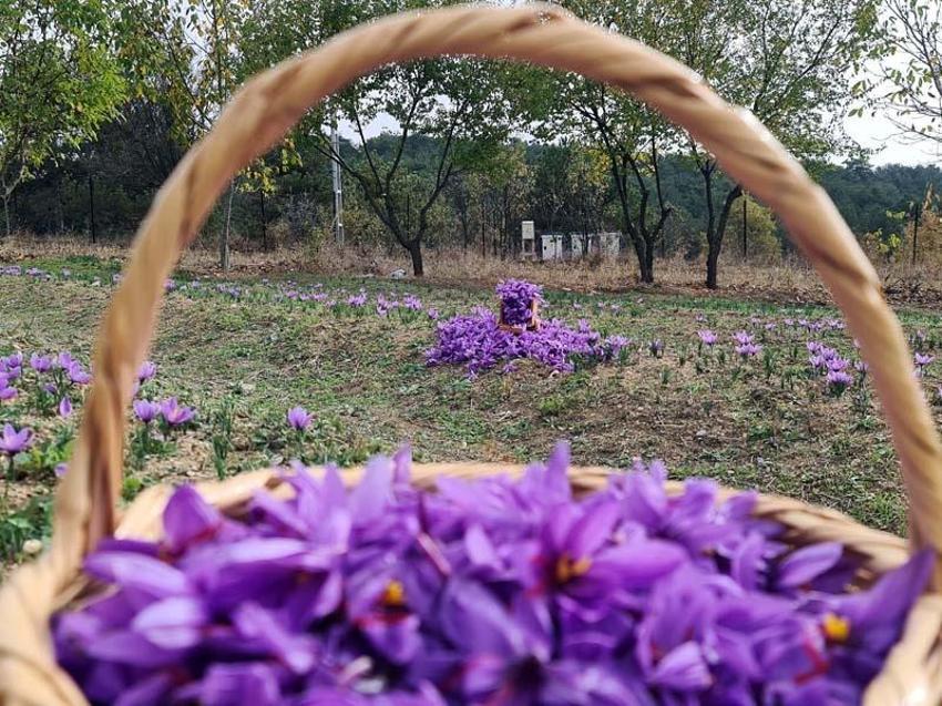 Kilosu 250 bin  liradan satılan safranda rekolte düşük bekleniyor