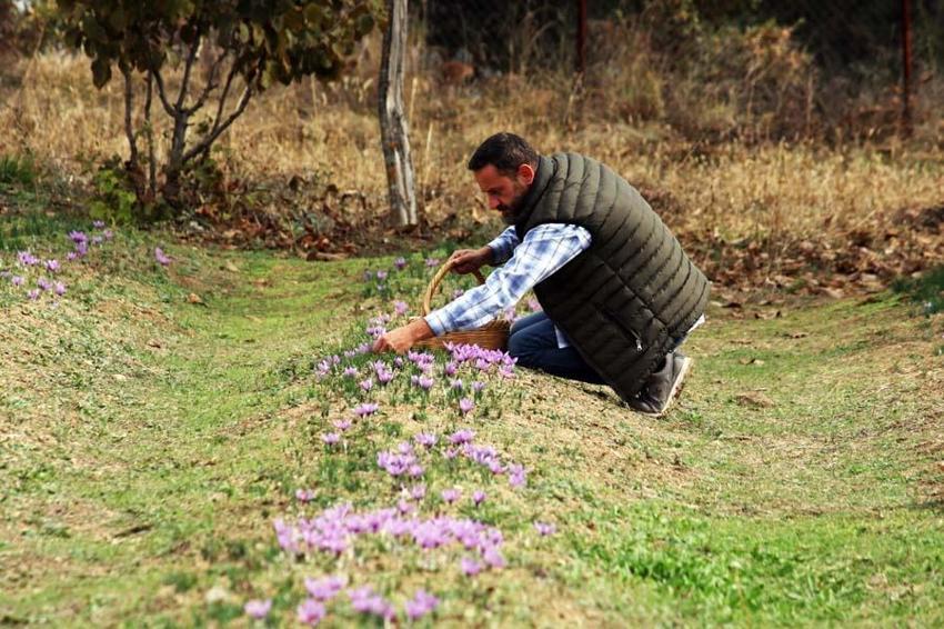 Kilosu 250 bin  liradan satılan safranda rekolte düşük bekleniyor
