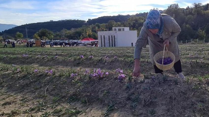 Dünyanın en pahalı baharatı! Karabük'te hasat başladı, kilosu 100 bin TL