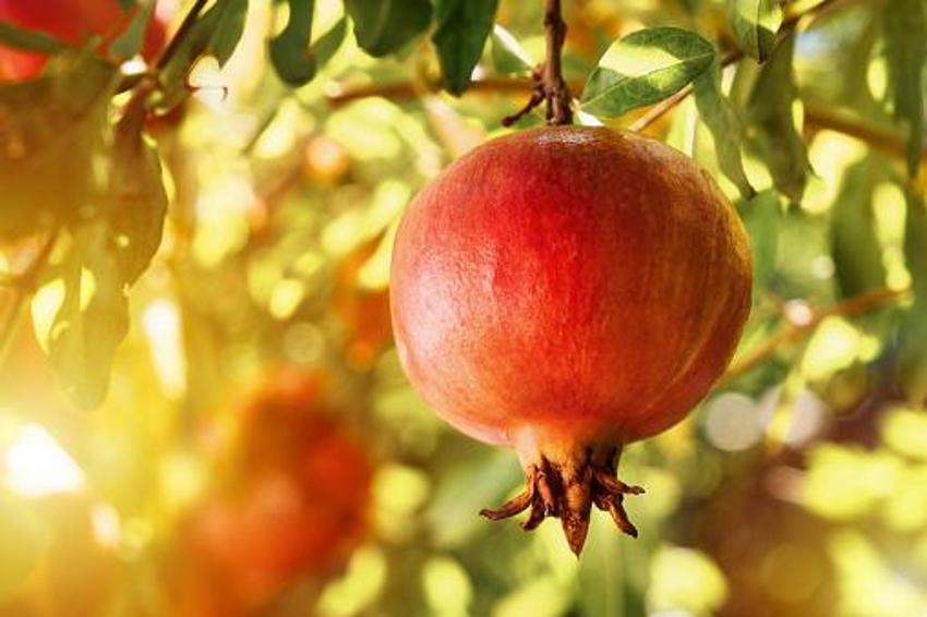 Ölümden başka her derde deva! Binlerce yıldır tüketiliyor, yeni faydaları ortaya çıktı