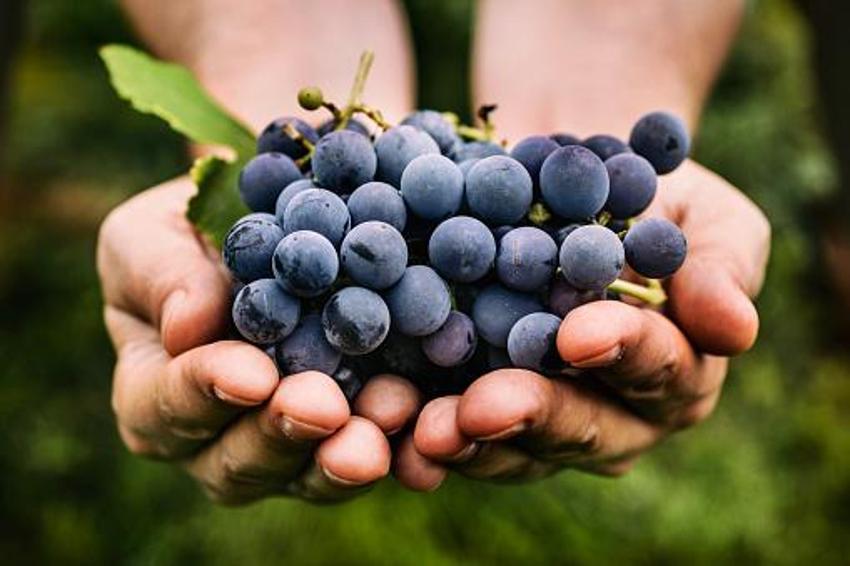 100 yaşını görmek isteyenler tüketiyor! Cennet meyvesinin adı Kuran-ı Kerim'de geçiyor, altından daha değerli