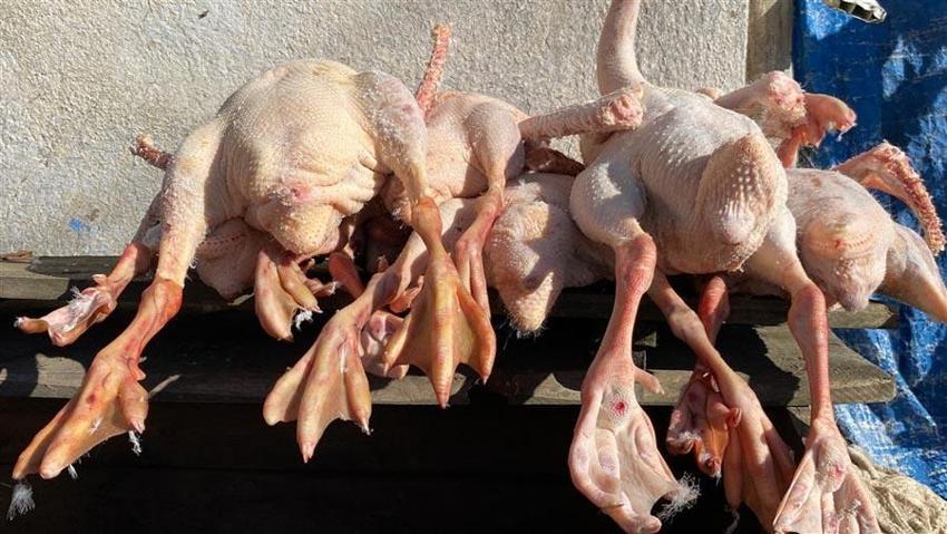 Kars kazının çöpe atılan hiçbir parçası yok! Tanesi 1200 TL’den satılıyor