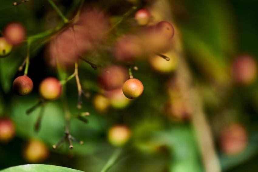Limona meydan okuyor! C vitamini deposu, doğanın insanlığa hediyesi; mucizevi meyve!