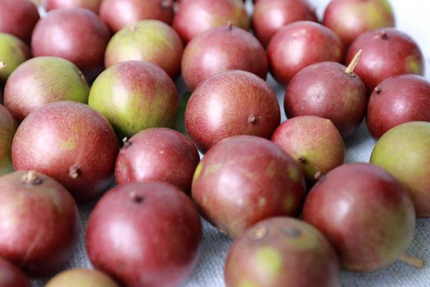 Limona meydan okuyor! C vitamini deposu, doğanın insanlığa hediyesi; mucizevi meyve!