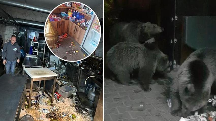 Bursa'da aç kalan ayılar restoran ve marketleri talan etti