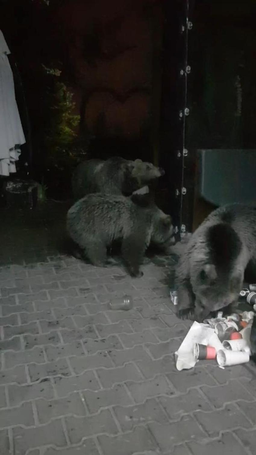 Bursa'da aç kalan ayılar restoran ve marketleri talan etti
