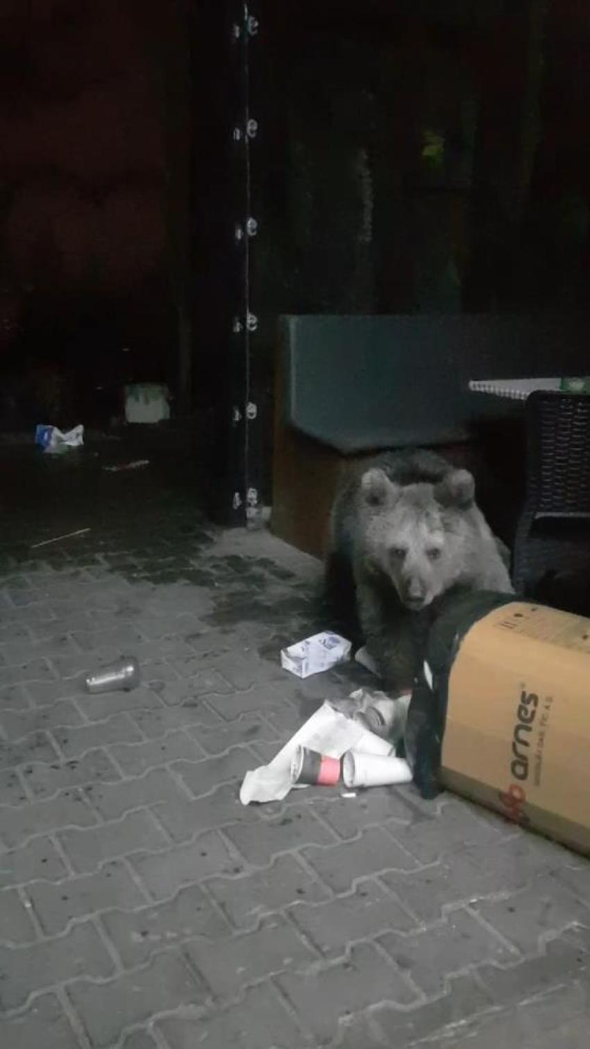 Bursa'da aç kalan ayılar restoran ve marketleri talan etti