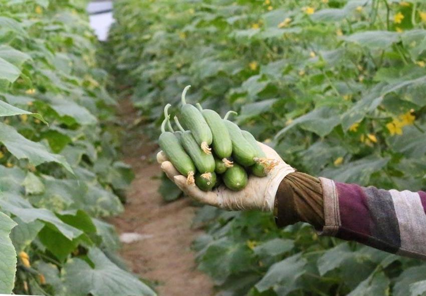 Fiyatlardaki düşüş yüzde 50'yi buldu! Başta domates olmak üzere birçok sebzenin fiyatı 10-15 TL'ye geriledi