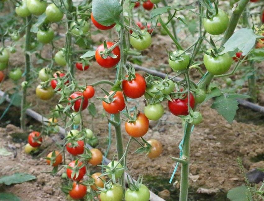 Fiyatlardaki düşüş yüzde 50'yi buldu! Başta domates olmak üzere birçok sebzenin fiyatı 10-15 TL'ye geriledi