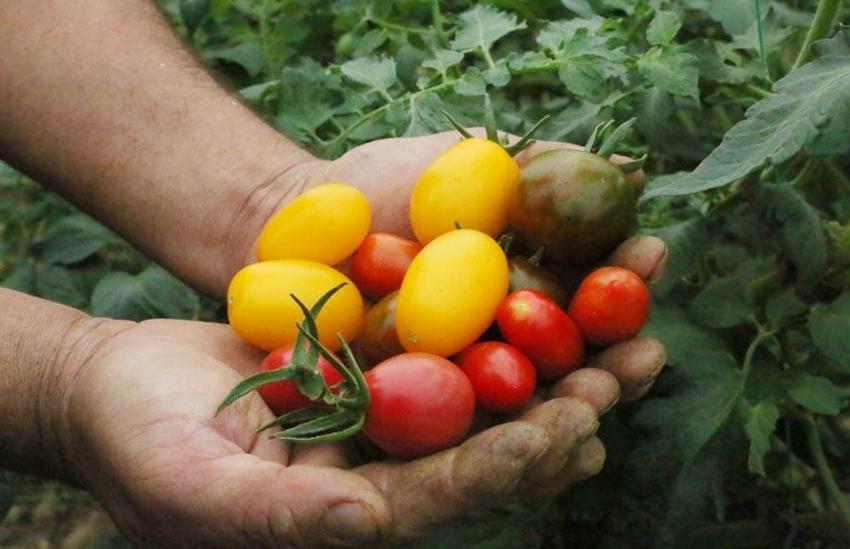 Fiyatlardaki düşüş yüzde 50'yi buldu! Başta domates olmak üzere birçok sebzenin fiyatı 10-15 TL'ye geriledi