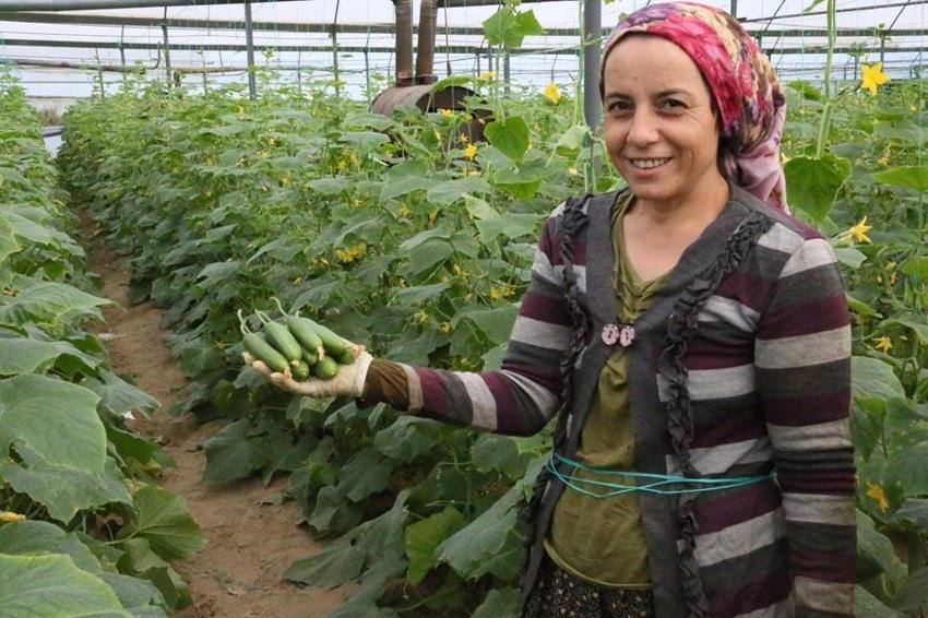 Fiyatlardaki düşüş yüzde 50'yi buldu! Başta domates olmak üzere birçok sebzenin fiyatı 10-15 TL'ye geriledi